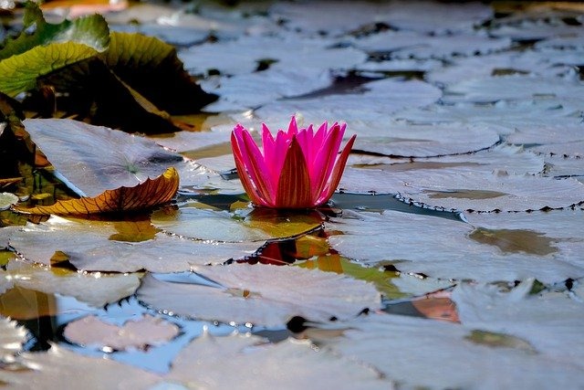 Bisogna usare il bio-condizionatore anche con acqua d'osmosi?