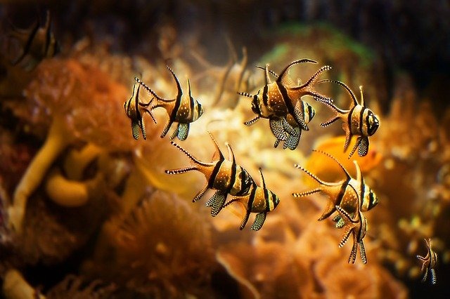 Acquario marino o d'acqua dolce qual è più facile?
