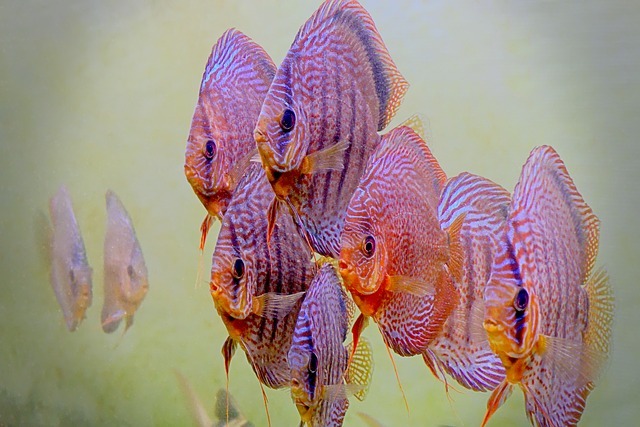 Symphysodon Discus Il Re dell'Amazzonia